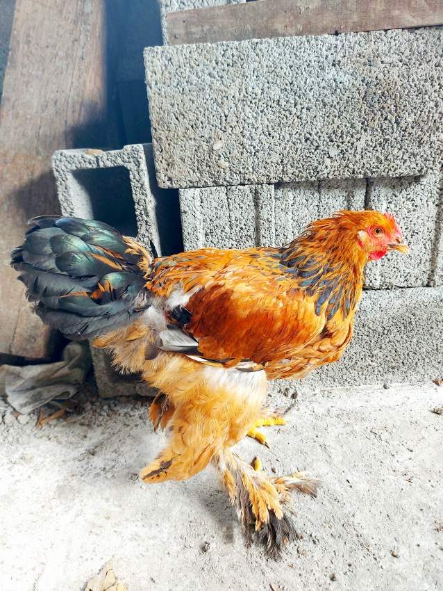 Brahma roosters - 1 - Other Pets  on Aster Vender