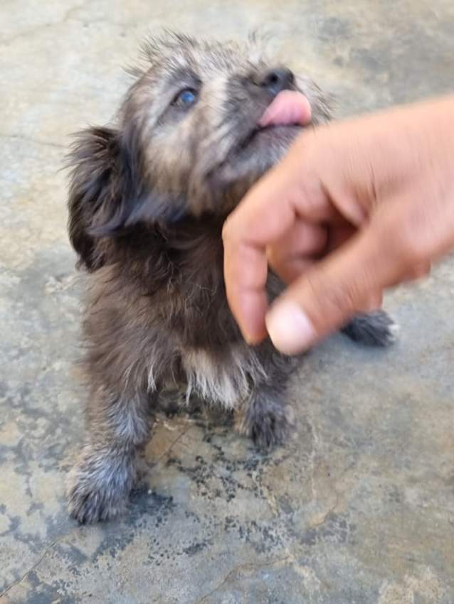 Dogs griffon - 1 - Dogs  on Aster Vender