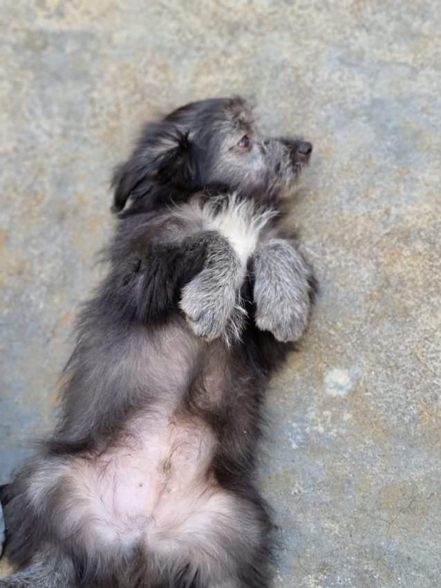 Dogs griffon - 0 - Dogs  on Aster Vender