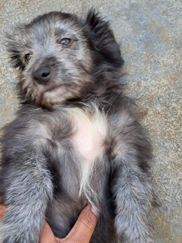 Dogs griffon - 2 - Dogs  on Aster Vender