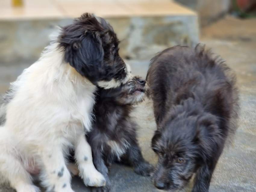 Dogs griffon - 5 - Dogs  on Aster Vender