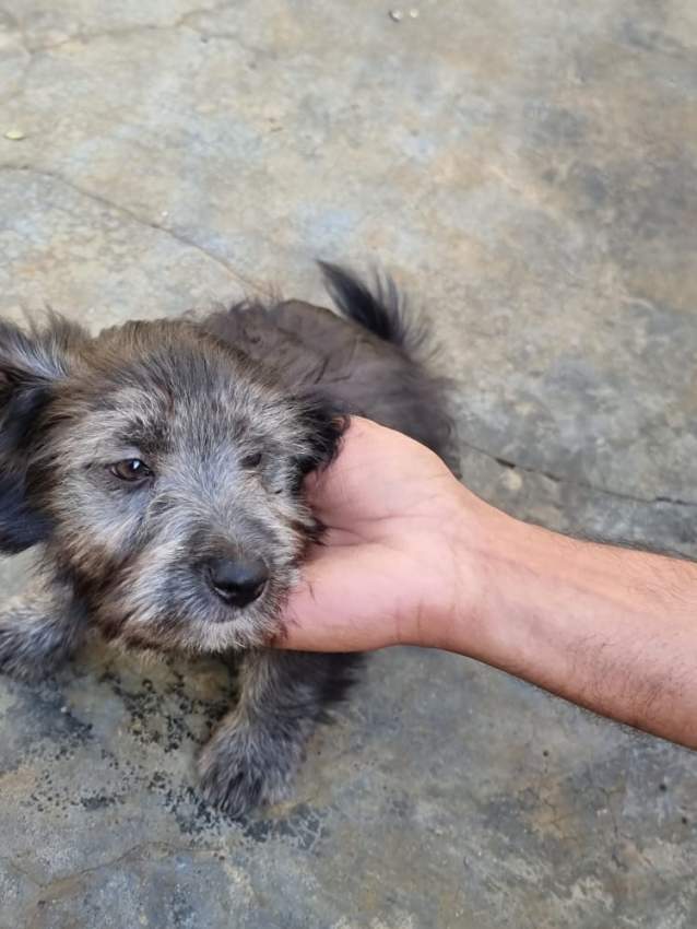 Dogs griffon - 4 - Dogs  on Aster Vender