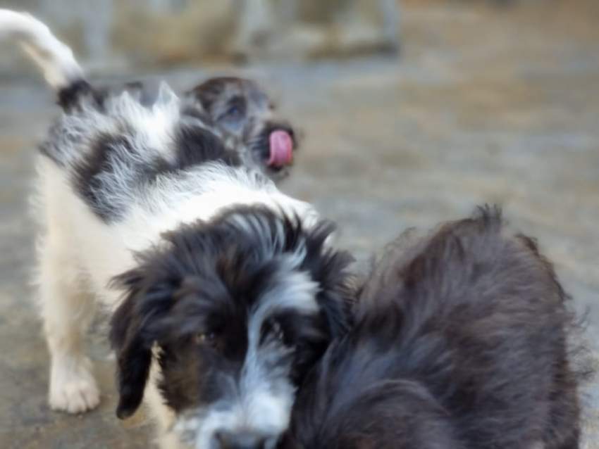 Dogs griffon - 3 - Dogs  on Aster Vender