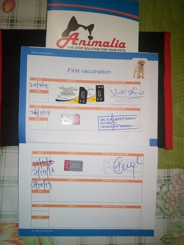 A vendre 3 Griffon agé d 3 mois - 0 - Dogs  on Aster Vender