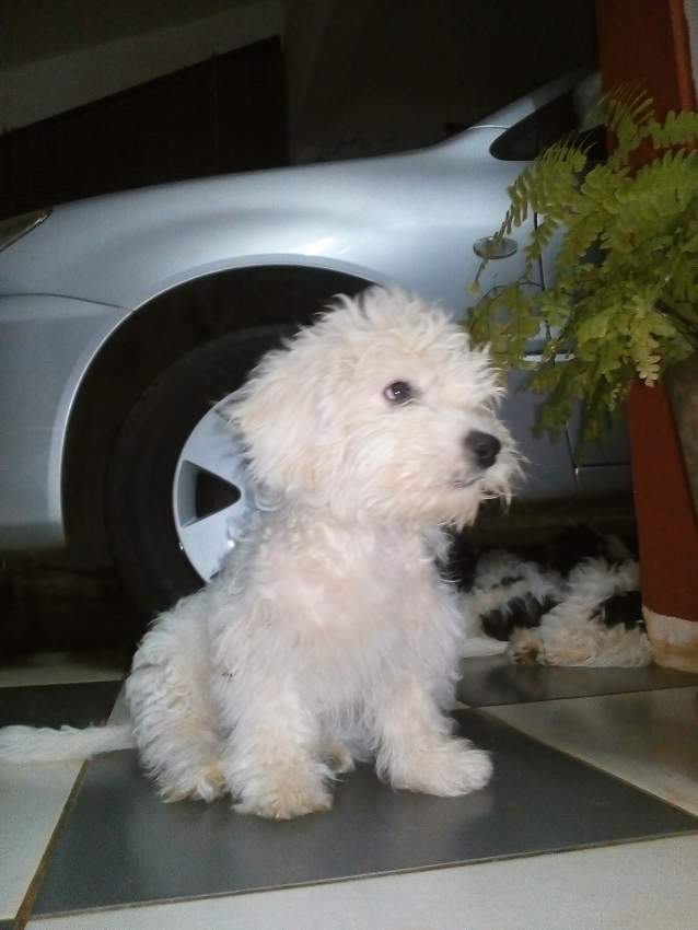 A vendre 3 Griffon - 0 - Dogs  on Aster Vender