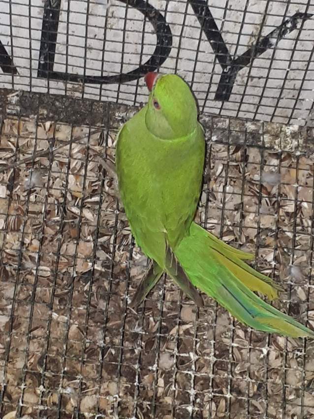 Cateau vert male  - 0 - Birds  on Aster Vender
