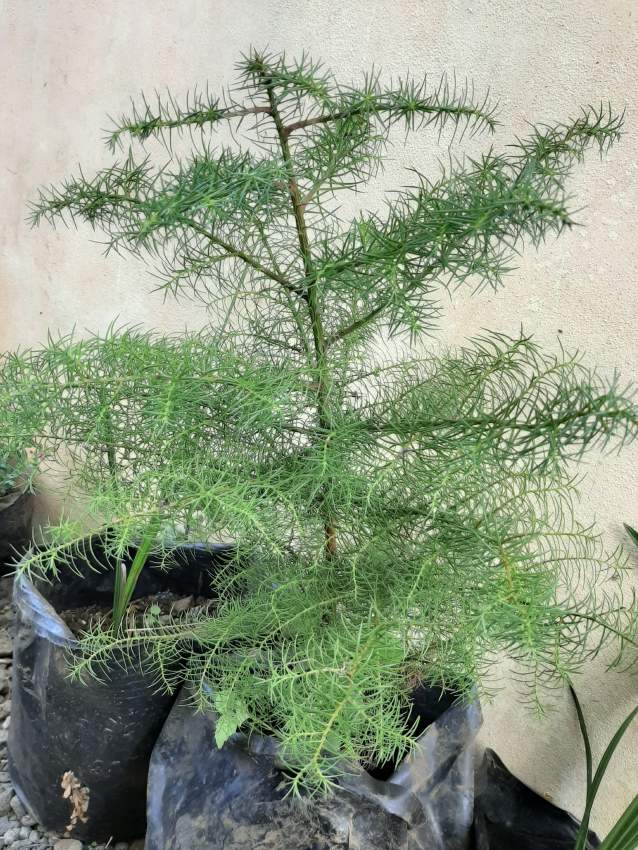 Sapin Christmas  - Plants and Trees on Aster Vender
