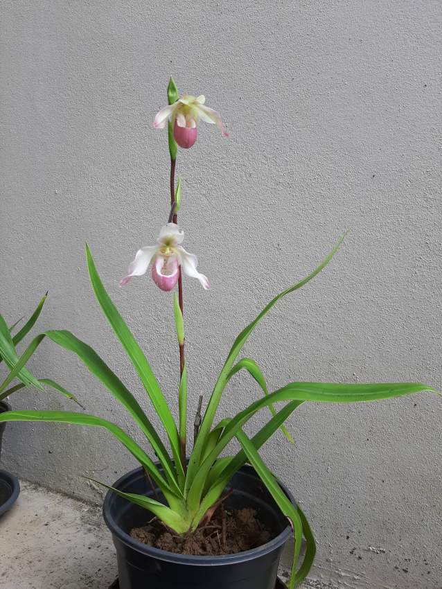Sabot de venus ( Orchidée)  on Aster Vender