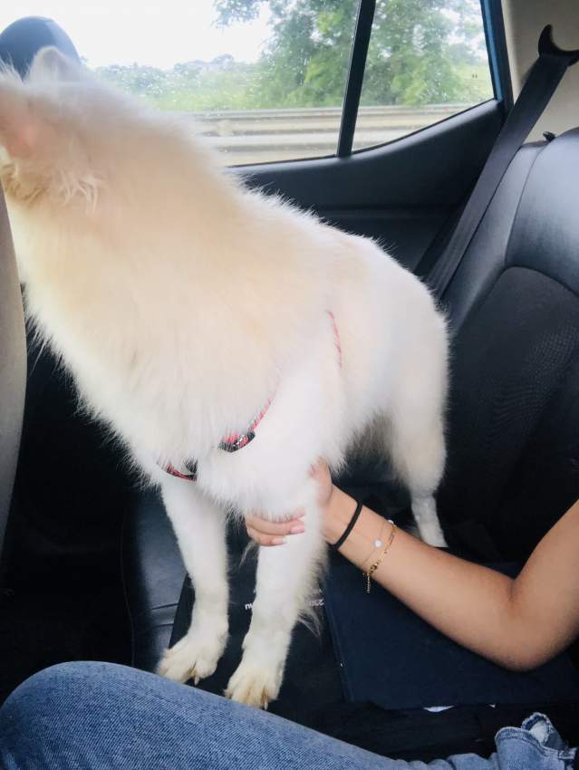 German spitz - 5 - Dogs  on Aster Vender