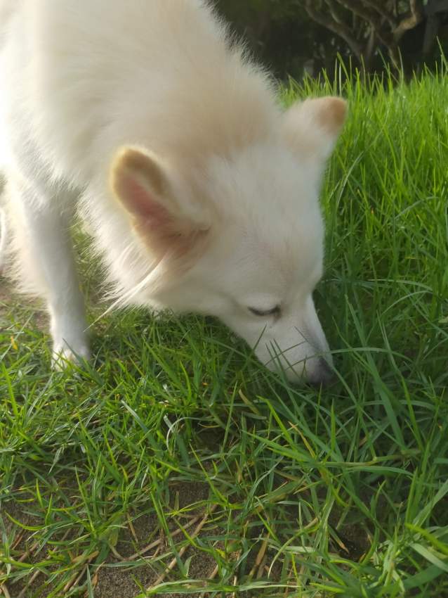 German spitz - 4 - Dogs  on Aster Vender