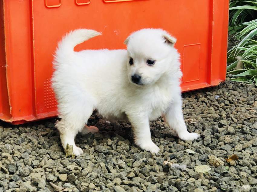 German spitz - 1 - Dogs  on Aster Vender