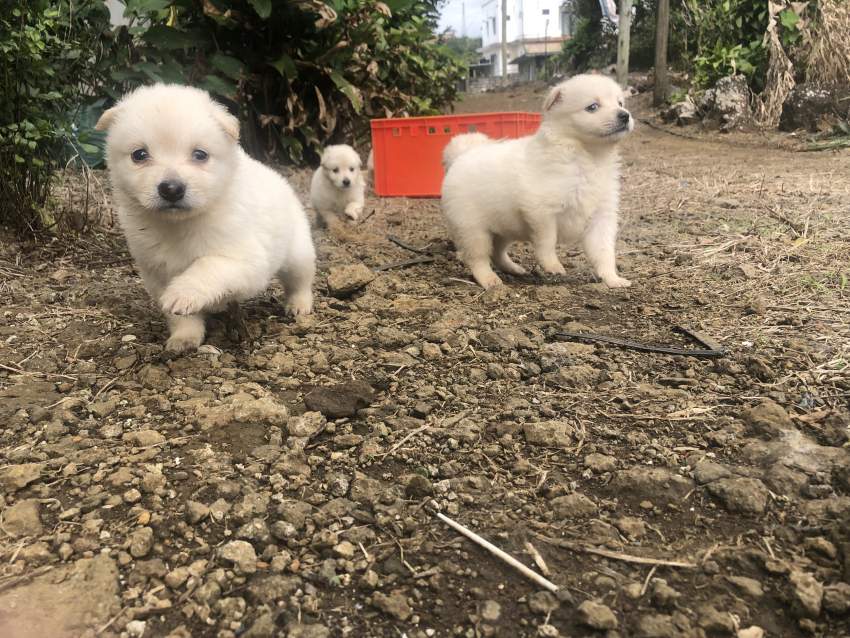 German spitz - 2 - Dogs  on Aster Vender