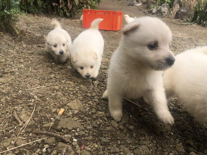 German spitz - 3 - Dogs  on Aster Vender