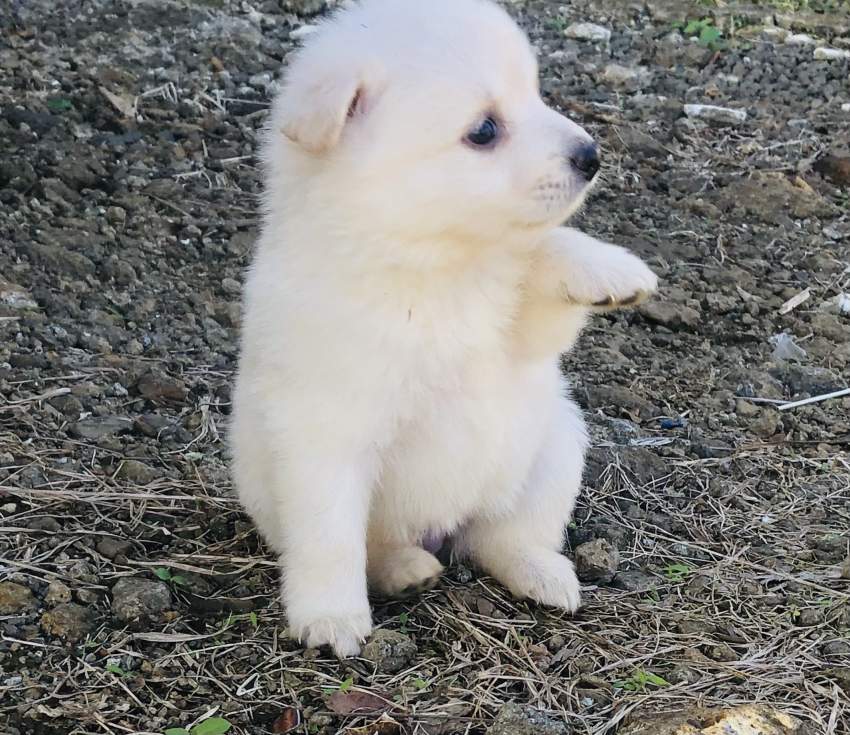 German spitz on Aster Vender