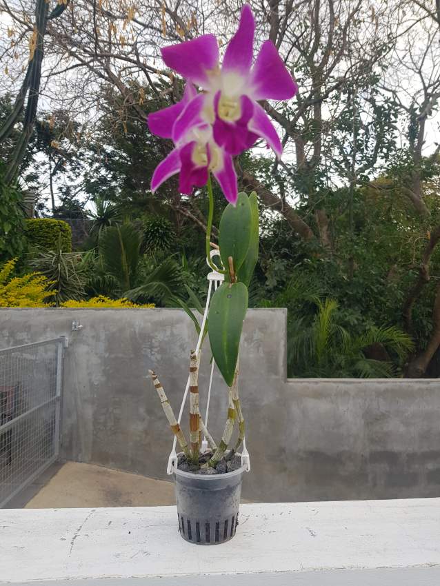 Orchids - 3 - Plants and Trees  on Aster Vender