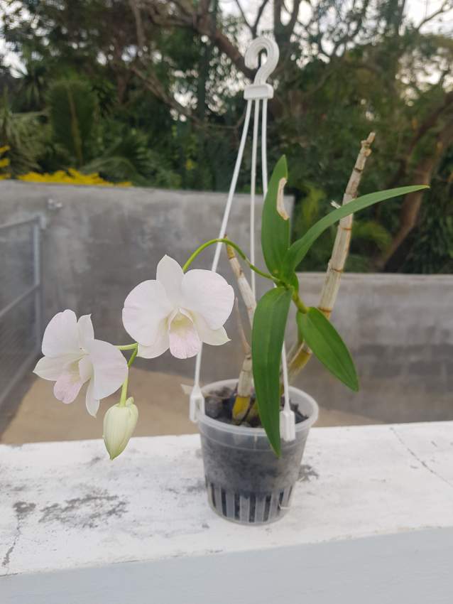 Orchids - 5 - Plants and Trees  on Aster Vender