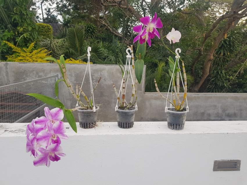 Orchids - 1 - Plants and Trees  on Aster Vender