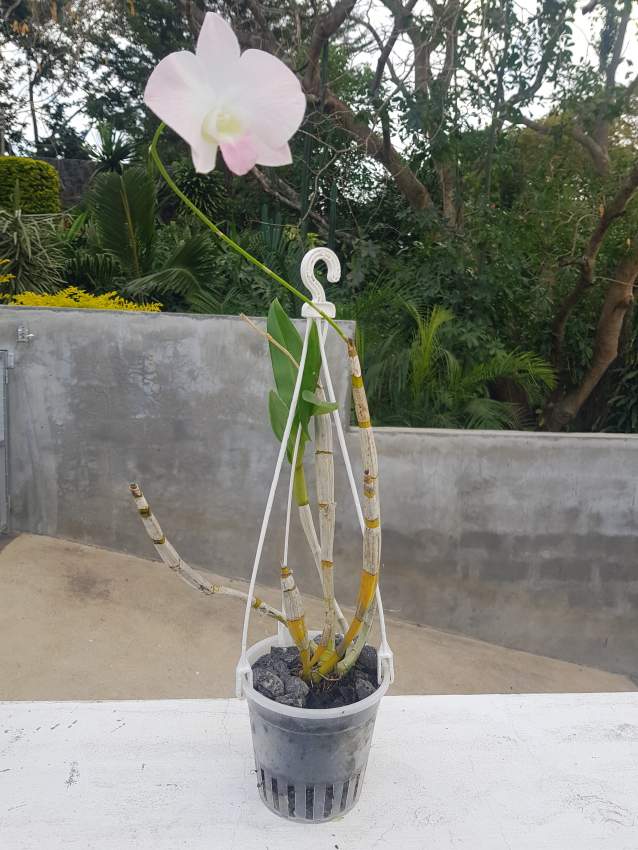 Orchids - 2 - Plants and Trees  on Aster Vender