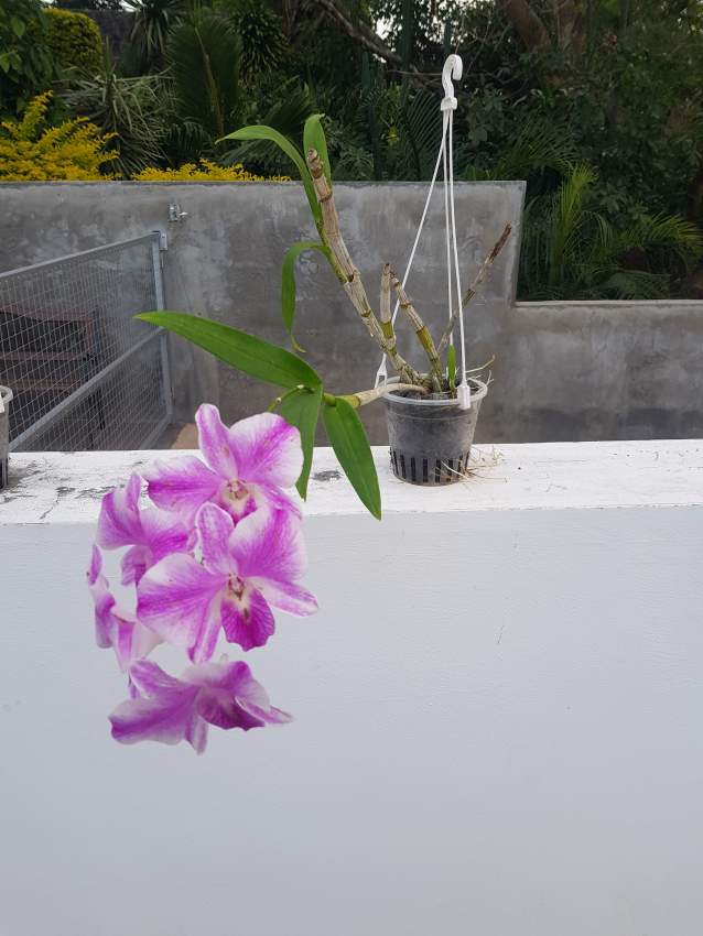 Orchids - 4 - Plants and Trees  on Aster Vender