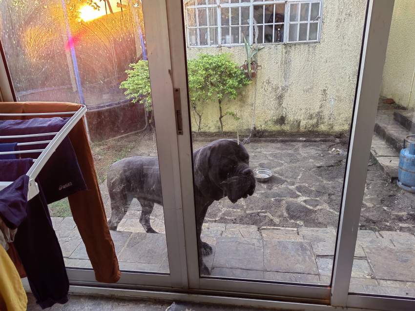 Cane corso - 0 - Dogs  on Aster Vender