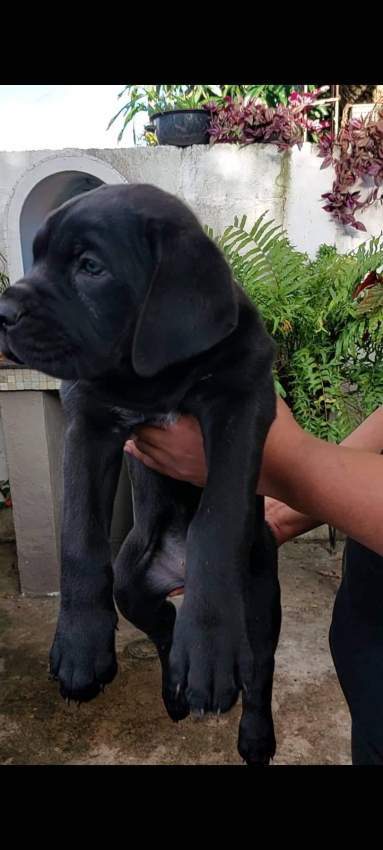 Cane corso puppy - 4 - Dogs  on Aster Vender