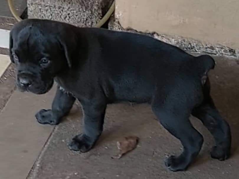 Cane corso puppy - 2 - Dogs  on Aster Vender