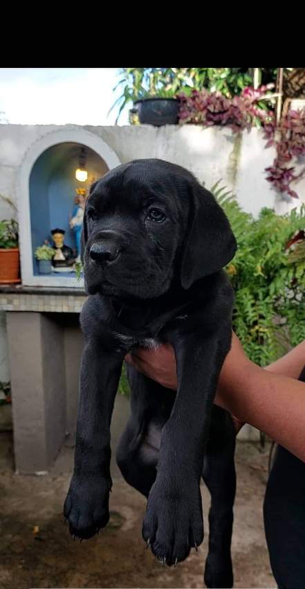 Cane corso puppy - 3 - Dogs  on Aster Vender