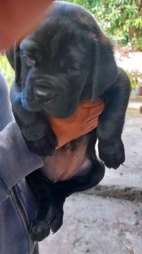 Cane corso puppy - 1 - Dogs  on Aster Vender