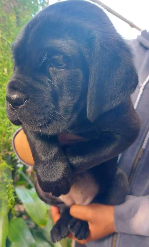 Cane corso puppy - 0 - Dogs  on Aster Vender