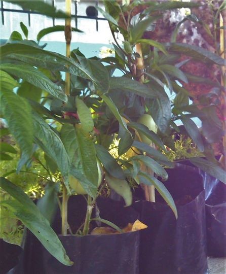 Pepino plants for sale 200rs - 1 - Catering & Restaurant  on Aster Vender