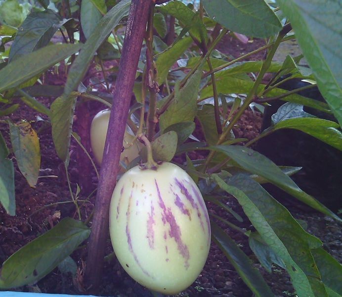 Pepino plants for sale 200rs at AsterVender