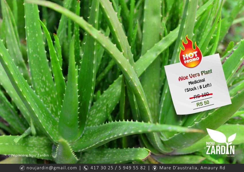Aloe Vera Plant - Promo sale at AsterVender