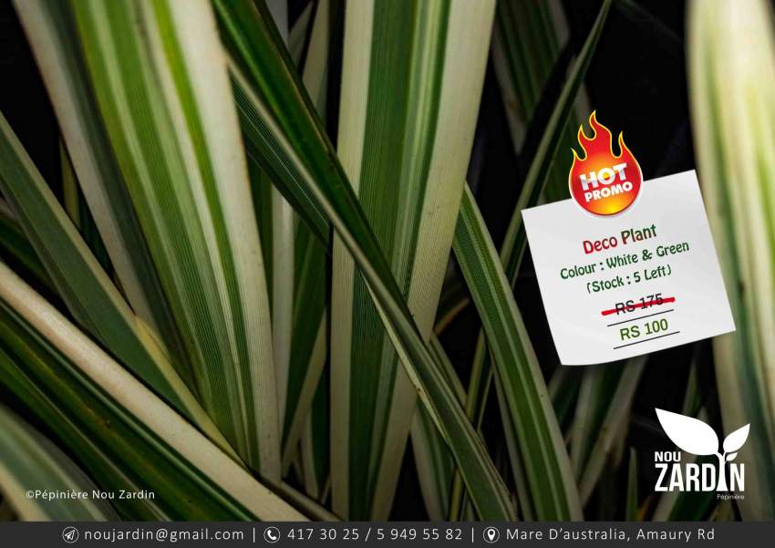 Deco Plant - Promo sale - 0 - Plants and Trees  on Aster Vender