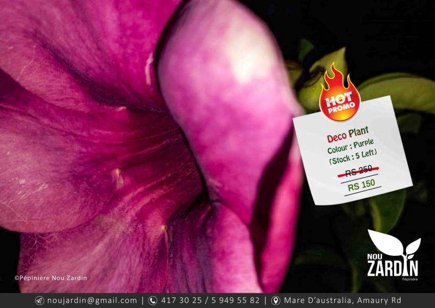 Deco Plant - Promo sale - 1 - Plants and Trees  on Aster Vender