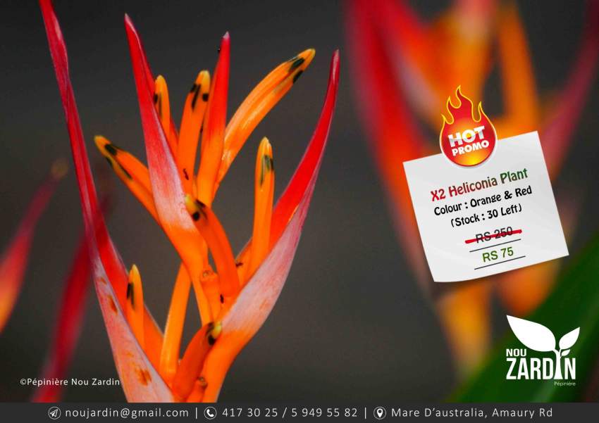 X2 Heliconia Plants - Promo sale at AsterVender