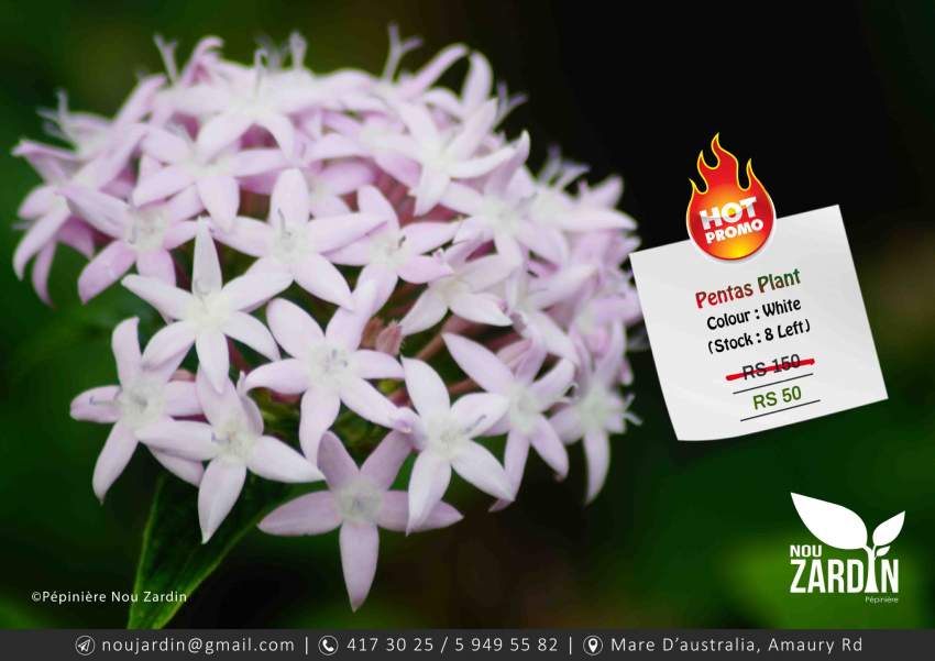 White Pentas Plant - Promo sale  on Aster Vender