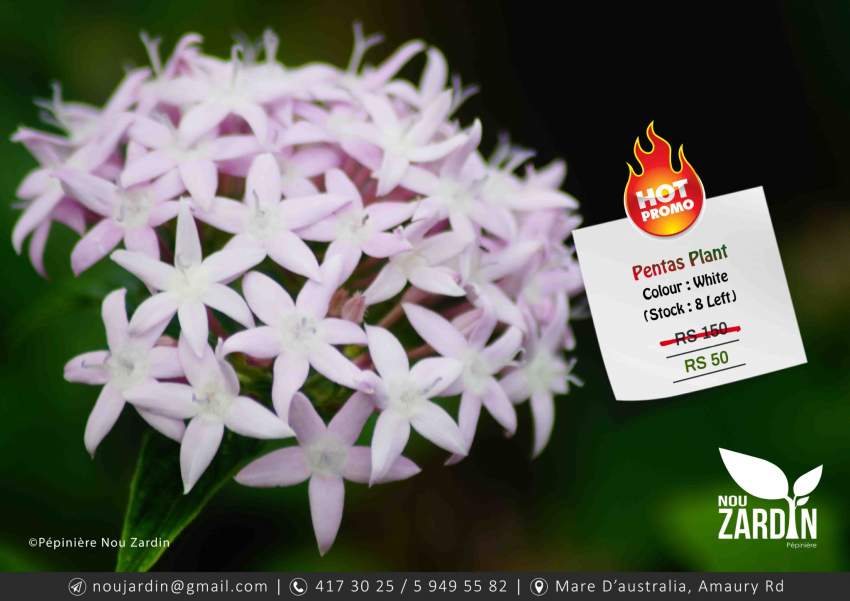 White Pentas Plant - Promo sale - 0 - Plants and Trees  on Aster Vender