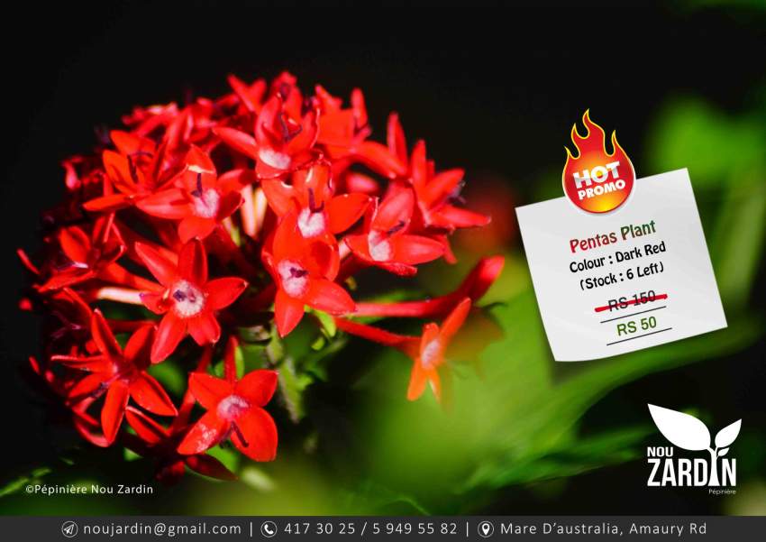 Red Pentas Plant - Promo sale