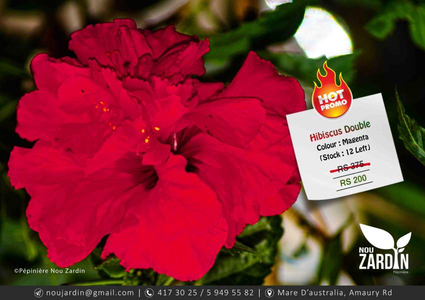 Hibiscus Plant - Promo sale