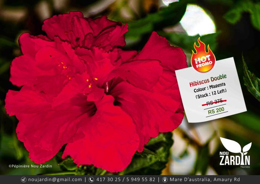 Hibiscus Plant - Promo sale on Aster Vender