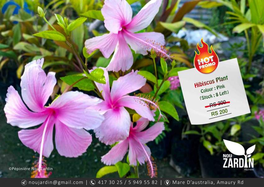 Hibiscus Plant - Promo sale on Aster Vender