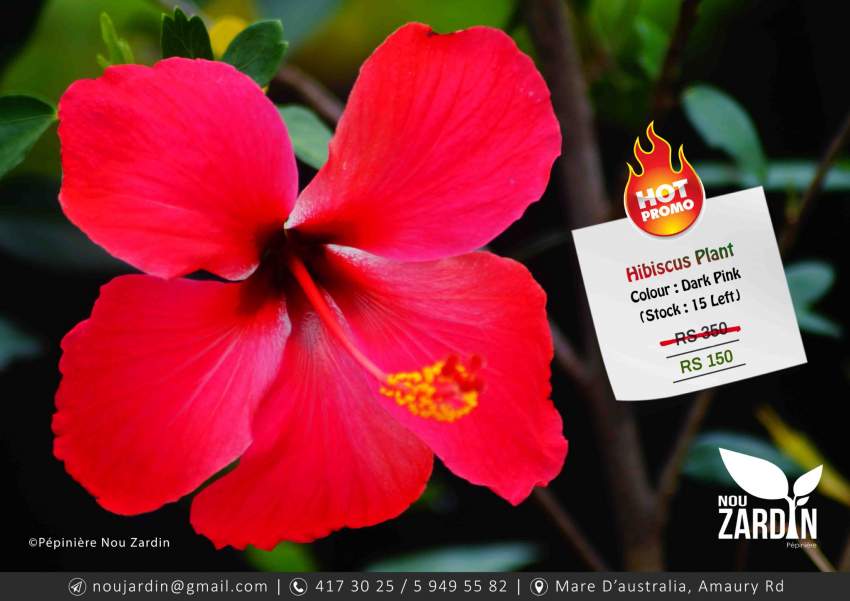 Hibiscus Plant - Promo sale on Aster Vender