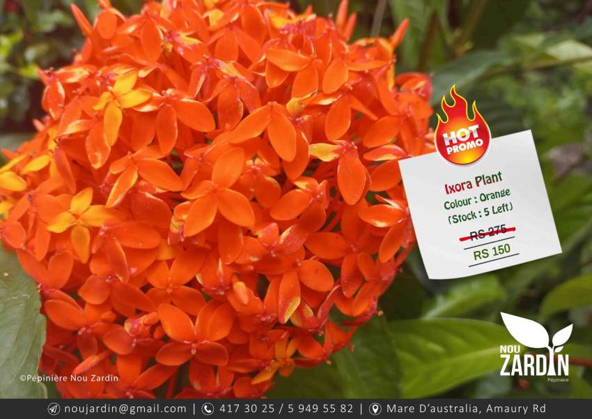 Ixora Plant - Promo sale - 0 - Plants and Trees  on Aster Vender