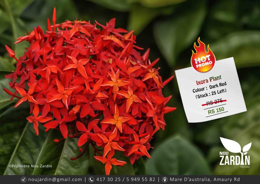 Ixora Plant - Promo sale  on Aster Vender
