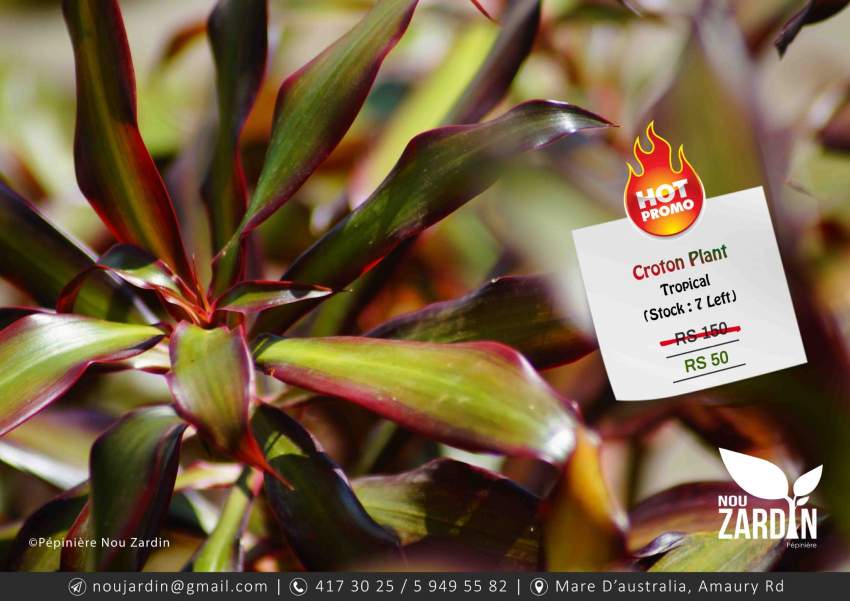 Croton Plant - Promo sale - 4 - Plants and Trees  on Aster Vender
