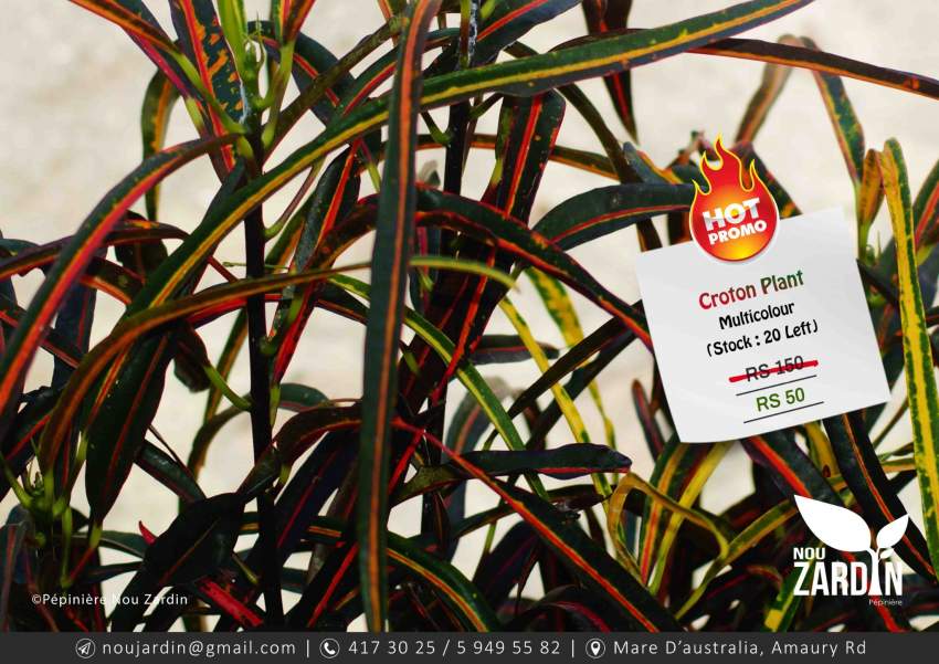 Croton Plant - Promo sale - 5 - Plants and Trees  on Aster Vender