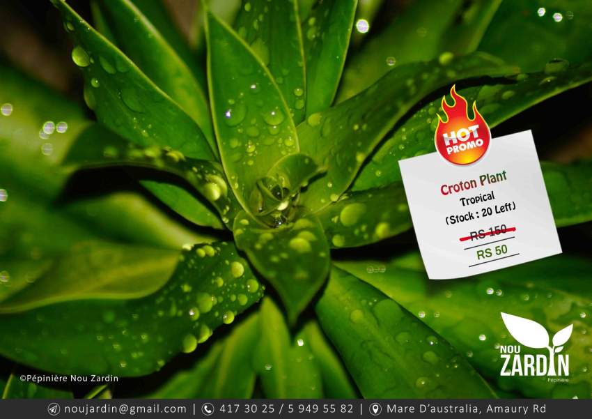 Croton Plant - Promo sale - 1 - Plants and Trees  on Aster Vender