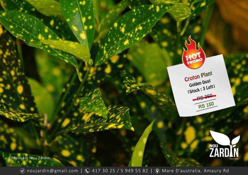 Croton Plant - Promo sale - 2 - Plants and Trees  on Aster Vender