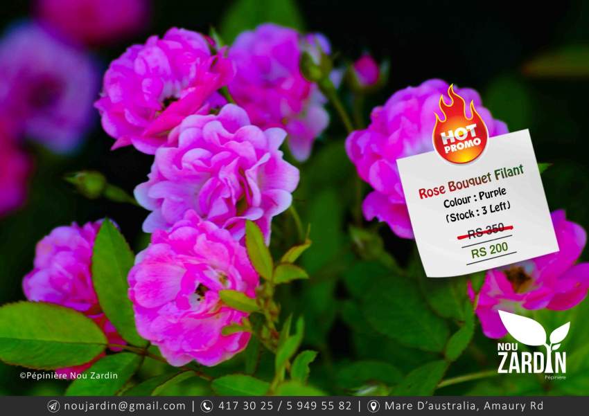 Rose Plant - Promo sale  on Aster Vender