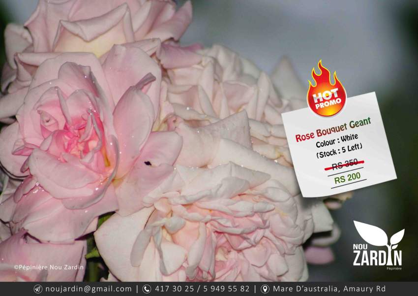 Rose Plant - Promo sale - Plants and Trees at AsterVender